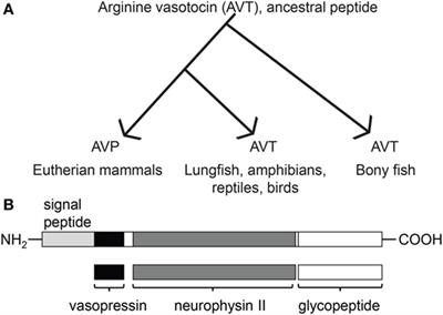 Arginine Vasotocin Preprohormone Is Expressed in Surprising Regions of the Teleost Forebrain